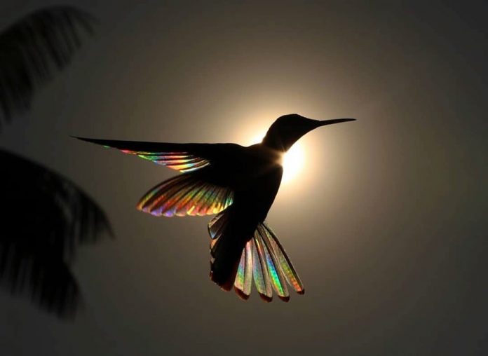 Black jacobin hummingbird hovers in front of the rising sun